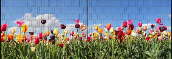 Sichtschutz Premium Panorama Tulpenfeld XL