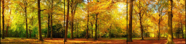 Sichtschutz Premium Panorama Wald im Herbst XXL