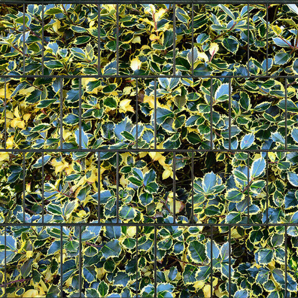 Sichtschutz Premium Motiv Stechpalme / Ilex (Blätter)