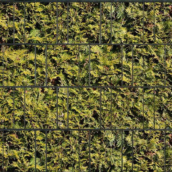 Sichtschutz Premium Motiv Thuja / Lebensbaum-Hecke