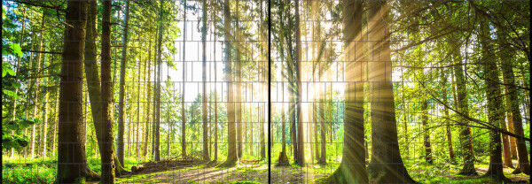 Sichtschutz Premium Panorama Wald im Sonnenschein XL