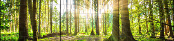 Sichtschutz Premium Panorama Wald im Sonnenschein XXL