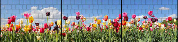Sichtschutz Premium Panorama Tulpenfeld XXL