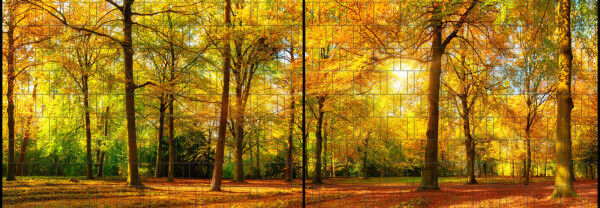 Sichtschutz Premium Panorama Wald im Herbst XL
